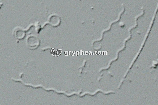 Spirilles - gryphea.com